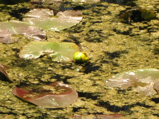 Garter Snake